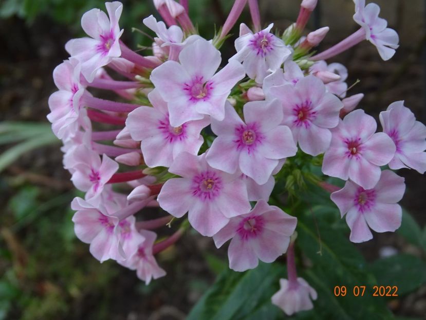  - Phlox 2022
