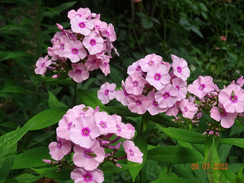  - Phlox 2022