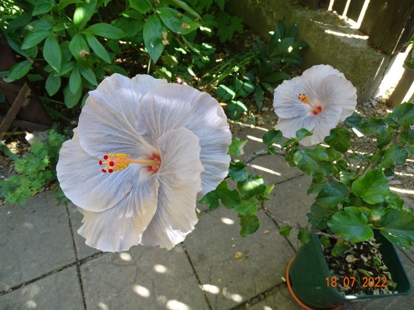  - Hibiscusi