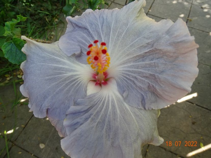  - Hibiscusi