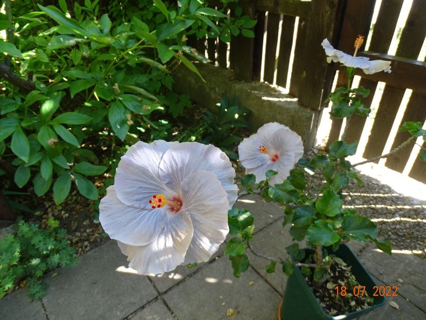  - Hibiscusi
