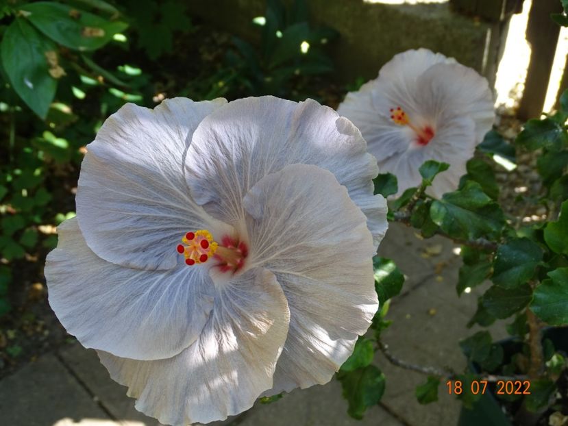  - Hibiscusi