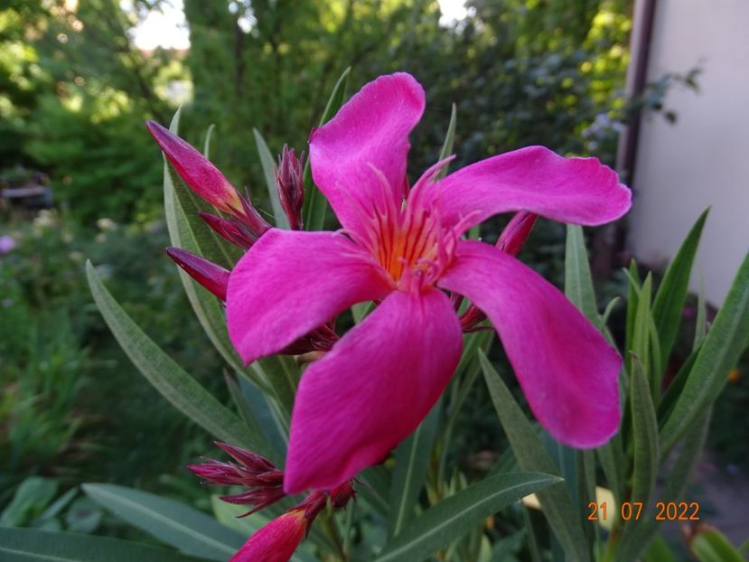 Papa Gambetta - Leandri