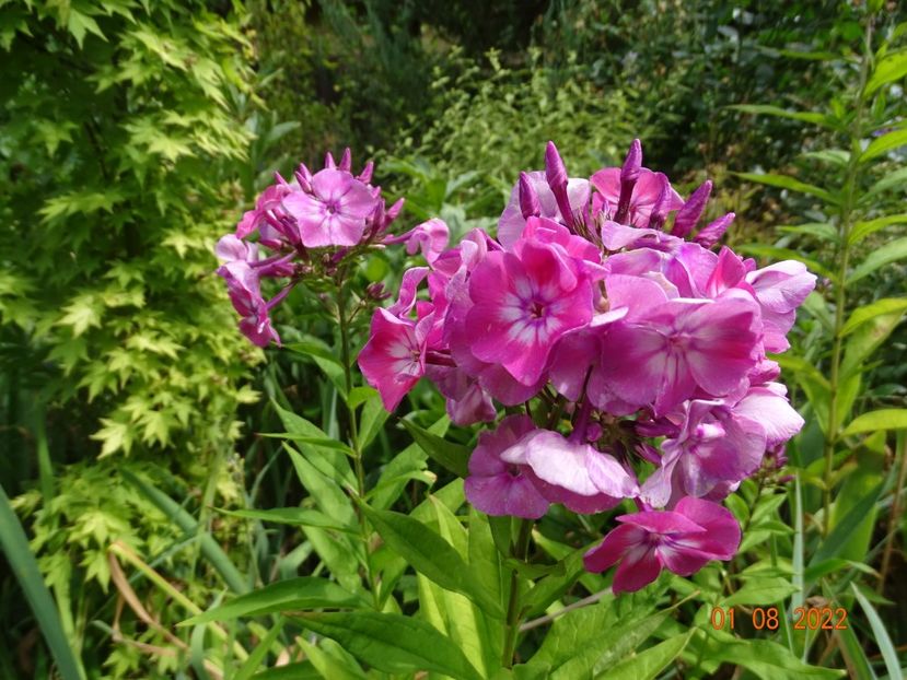  - Phlox 2022