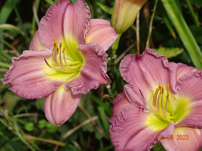  - Hemerocallis 2022