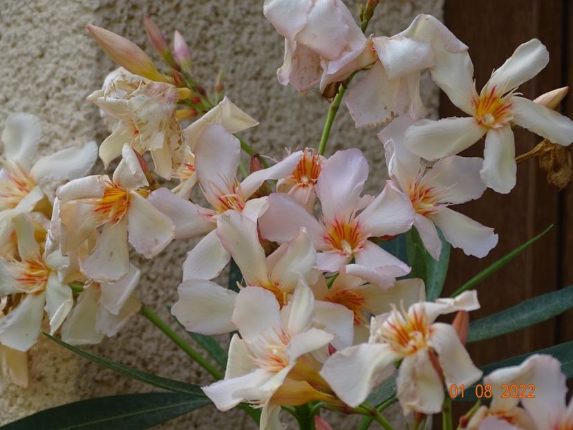 Angiolo Pucci - Leandri