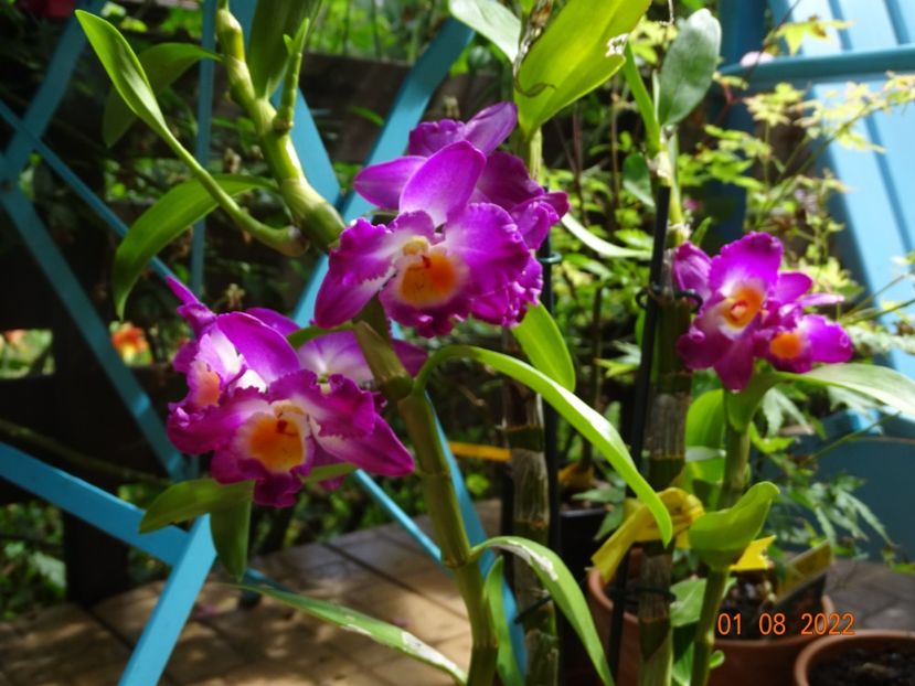 dendrobium nobile Akatsuki - Orhidee