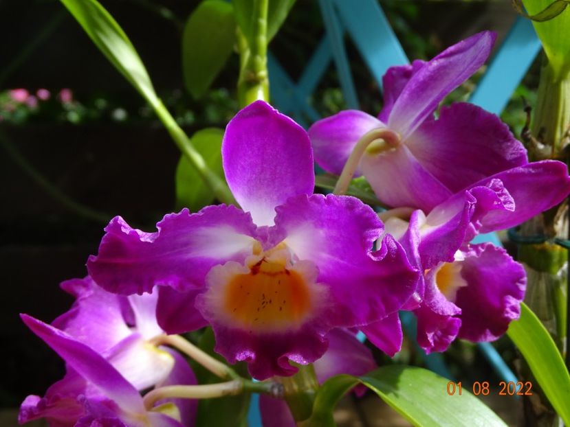  - Orhidee