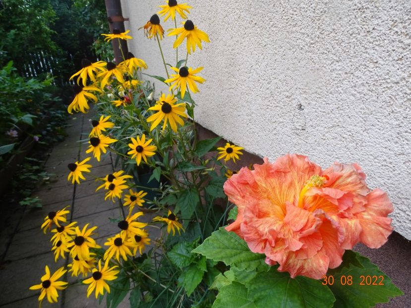  - Hibiscusi