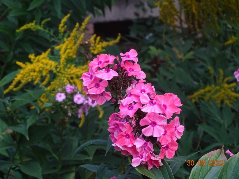  - Phlox 2022