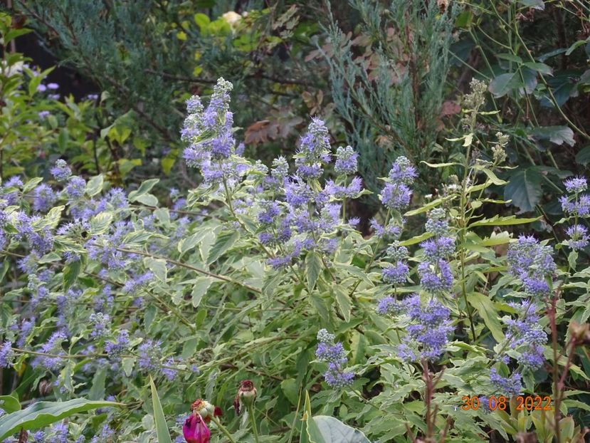  - Copacei si arbusti 2022