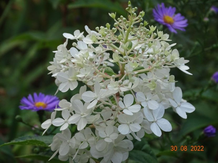  - Copacei si arbusti 2022