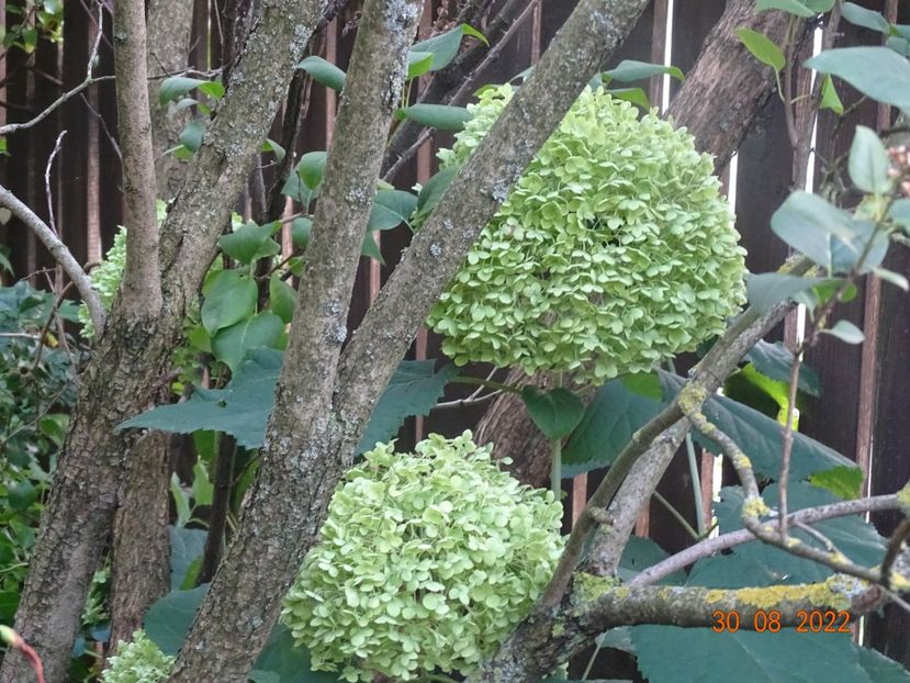  - Copacei si arbusti 2022