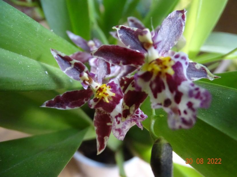  - Orhidee