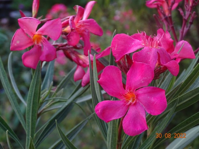 Papa Gambetta - Leandri