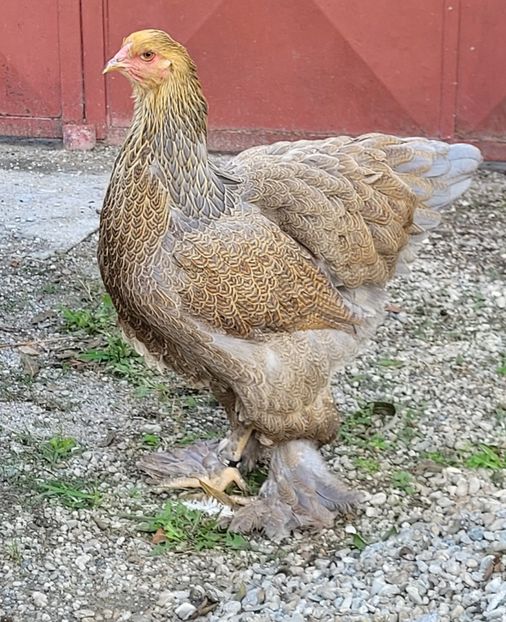  - a__Pui și tineret brahma 2022