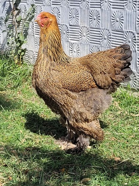  - a__Pui și tineret brahma 2022