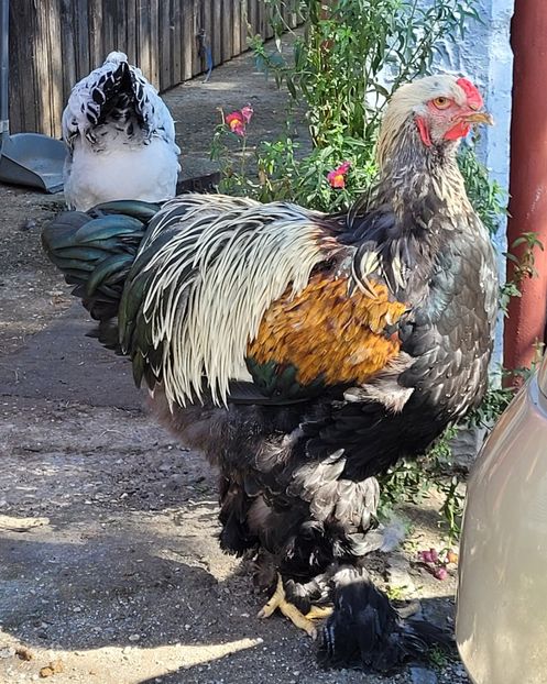  - a__Pui și tineret brahma 2022