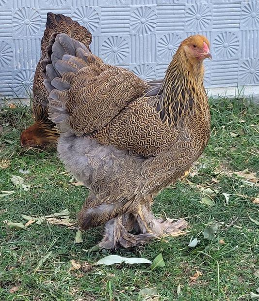  - a__Pui și tineret brahma 2022