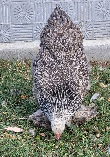  - a__Pui și tineret brahma 2022