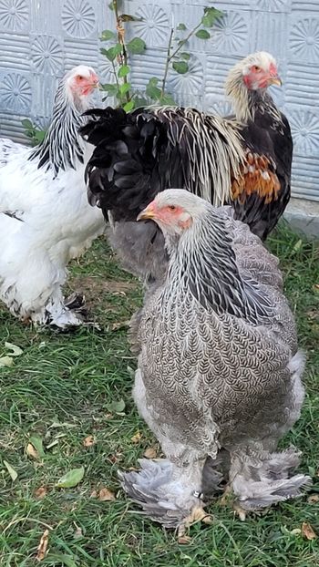  - a__Pui și tineret brahma 2022