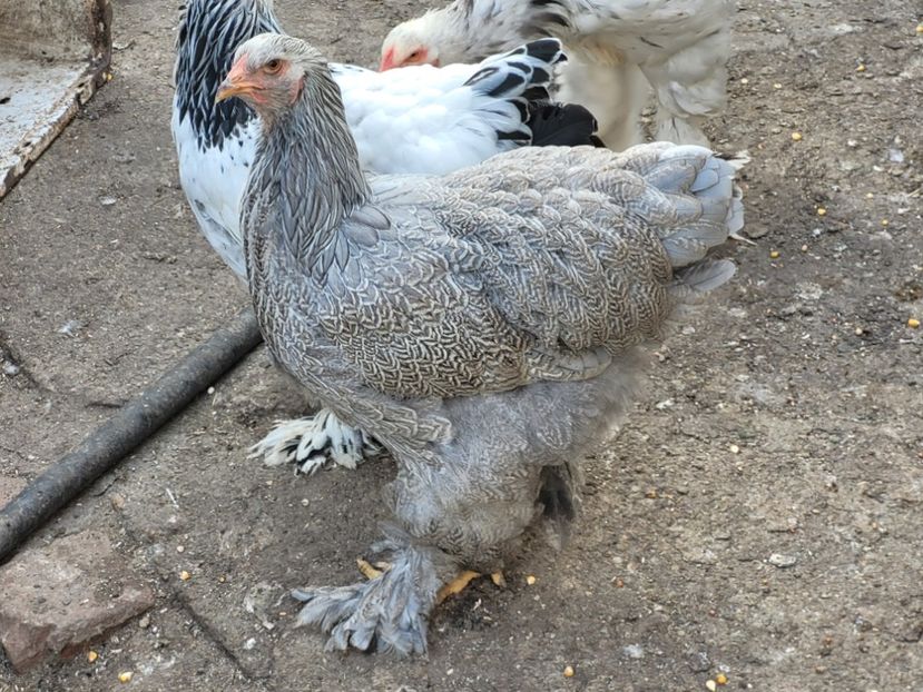  - a__Pui și tineret brahma 2022