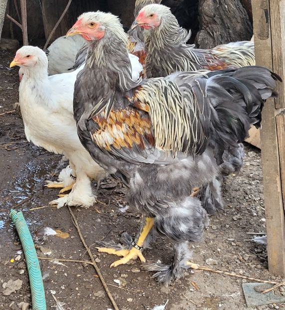  - a__Pui și tineret brahma 2022