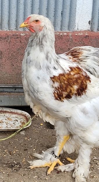  - a__Pui și tineret brahma 2022