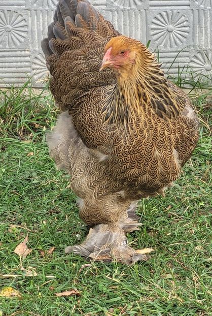  - a__Pui și tineret brahma 2022