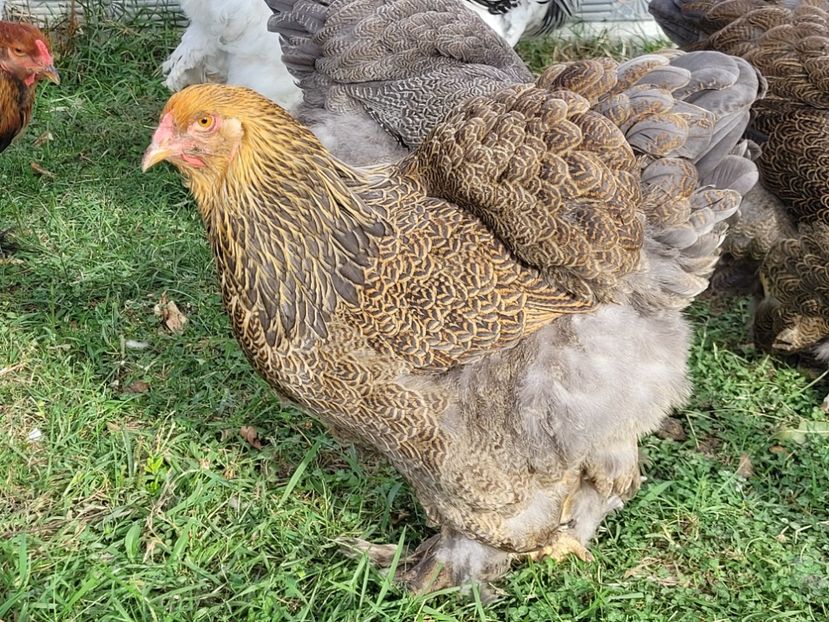  - a__Pui și tineret brahma 2022