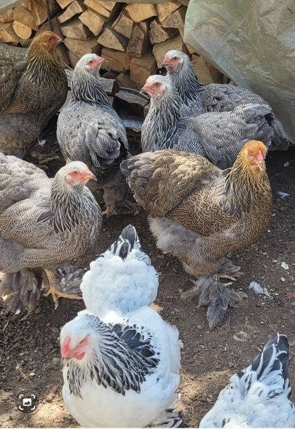 Screenshot_20220916_222634 - a__Pui și tineret brahma 2022