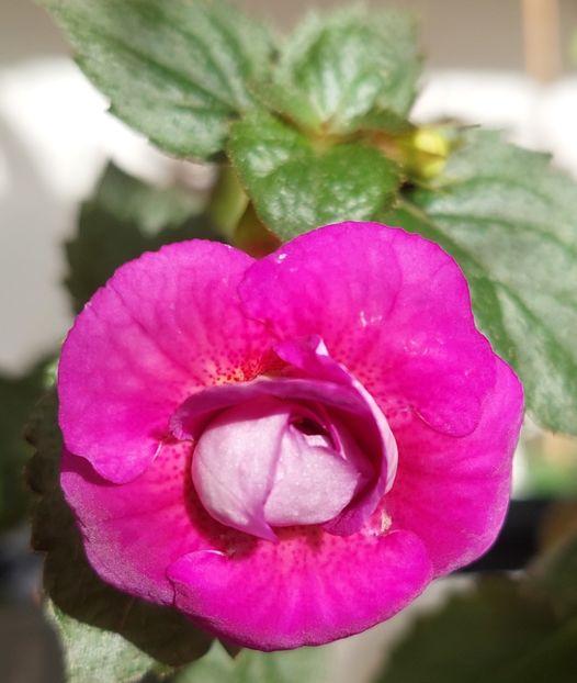  - PURPLE MYSTERY