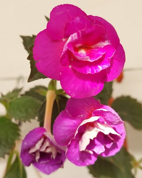  - PURPLE MYSTERY