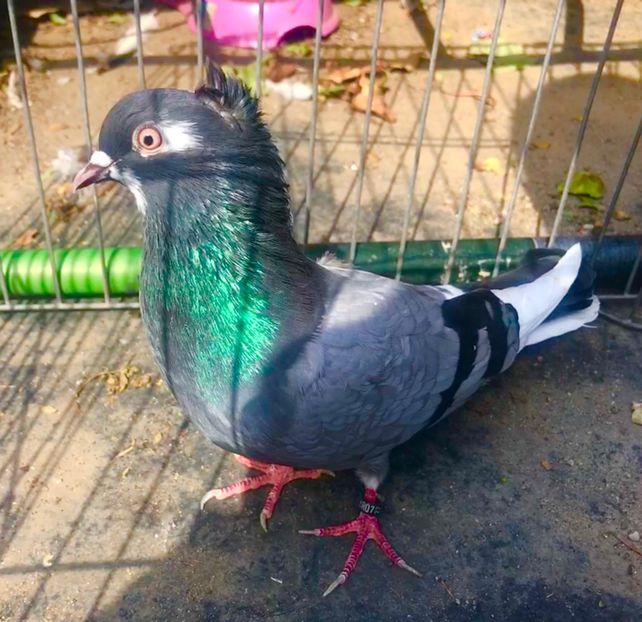 598E8571-6661-4A79-8A7D-1A3A5192B0D8 - Pui zb de Beograd 2022