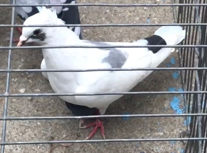 49AA4731-513F-4046-994D-529A74E18F59 - Pui zb de Beograd 2022