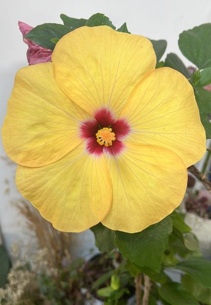 Adonicus yellow - Hibiscus