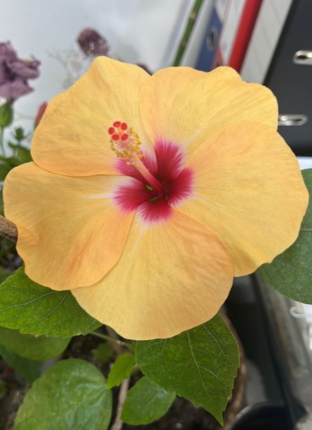 Adonicus prange - Hibiscus