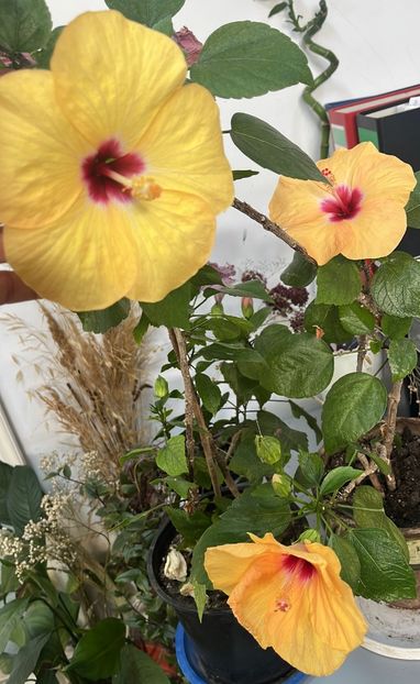 22C13A57-F3EE-482C-B5EE-4E8D013DBB43 - Hibiscus