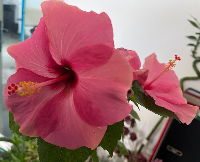 C090C0E5-976E-4C36-B68D-9F8B4535AEBE - Hibiscus