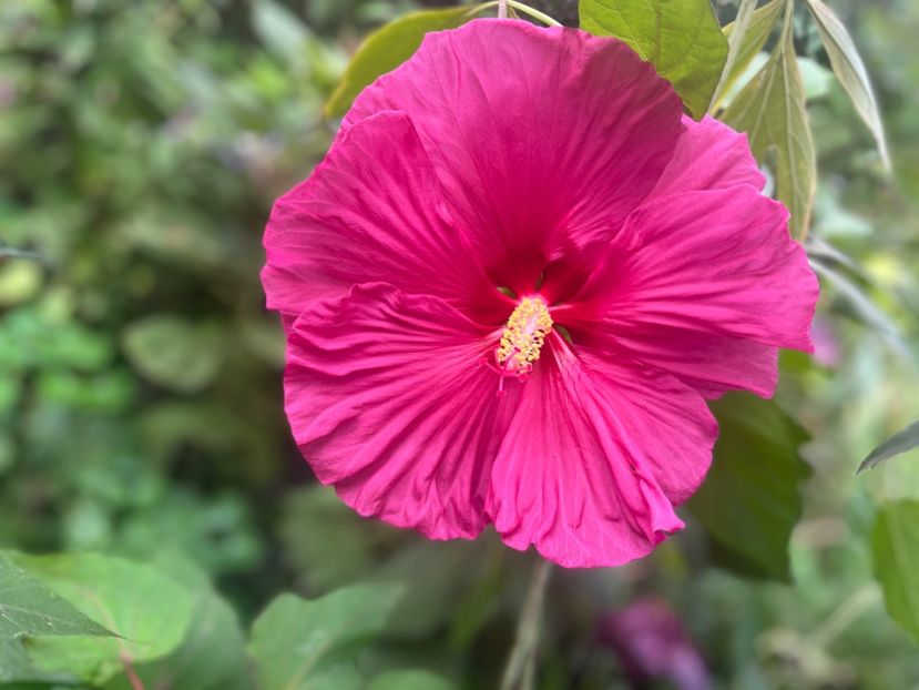 FE9641A1-5D3C-432E-B3CD-61C3D750EBCF - Hibiscus moscheutus