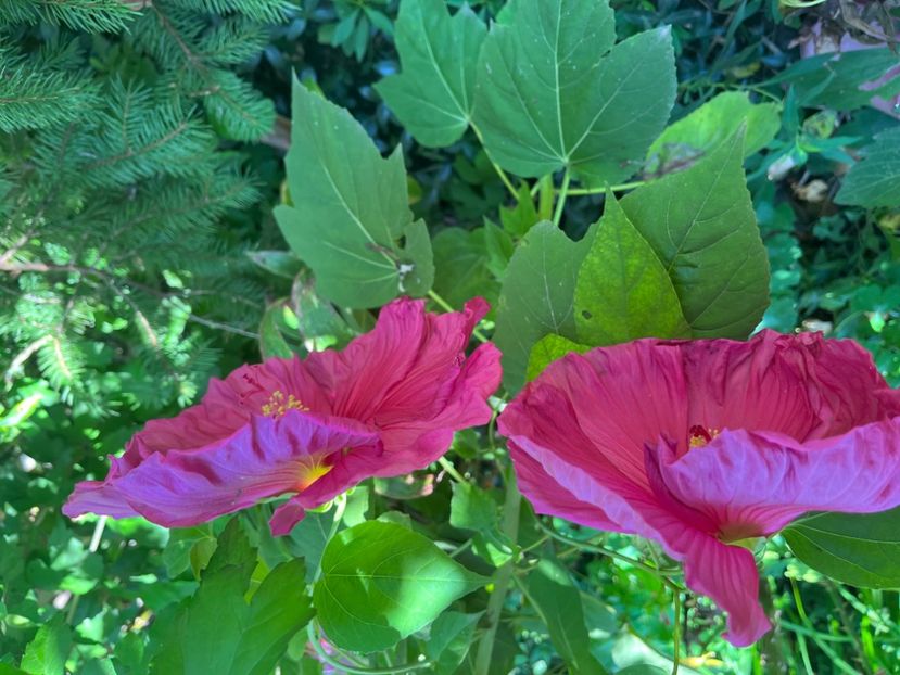 CF6659C9-C91F-4061-9F55-764B91ECDE12 - Hibiscus moscheutus