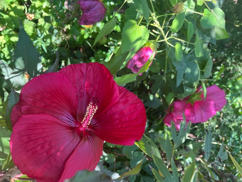 AEBBF725-860A-49D9-9E4D-F33490049FD3 - Hibiscus moscheutus