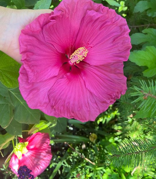 CA16B335-9FE4-4D2A-98DA-CD5F3FEB38D8 - Hibiscus moscheutus