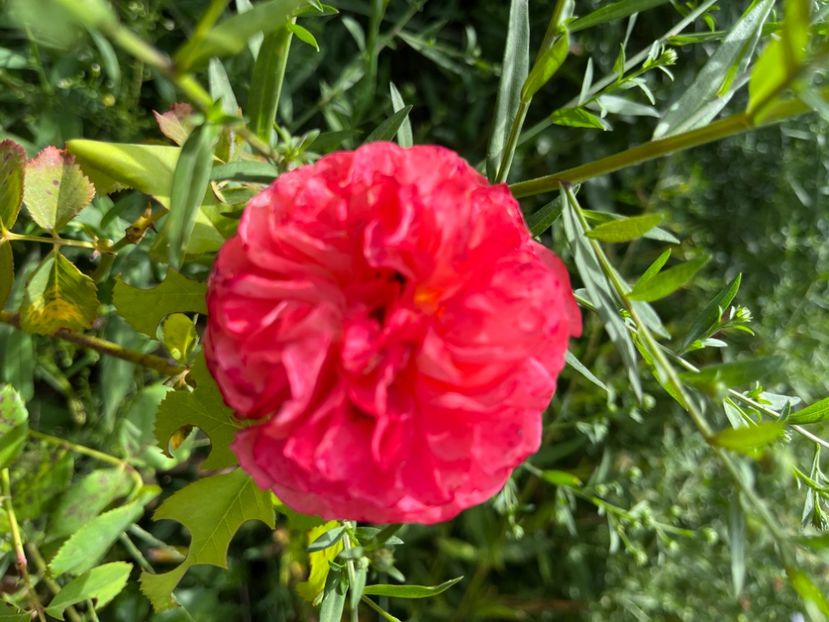 A8B3F06D-BAFB-4553-AAF8-94C3D06DCDE4 - Trandafiri 2022 3