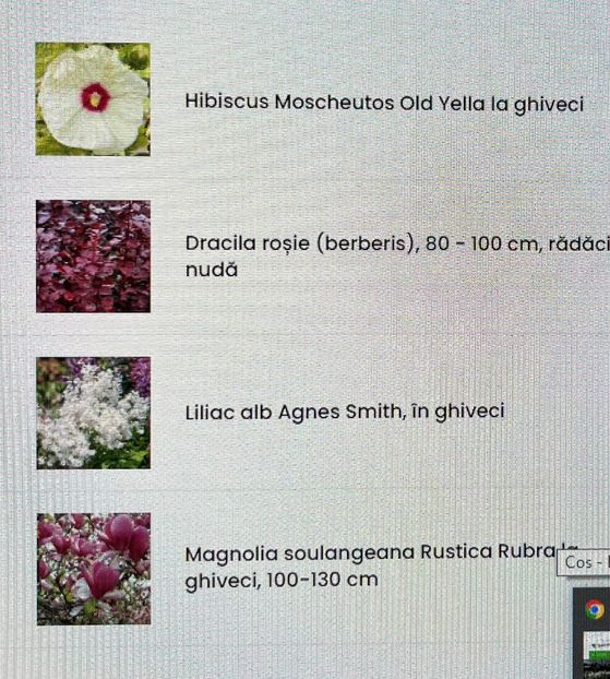 2F1024FD-57C8-4840-B38C-D82DEDB969C8 - Hibiscus moscheutus