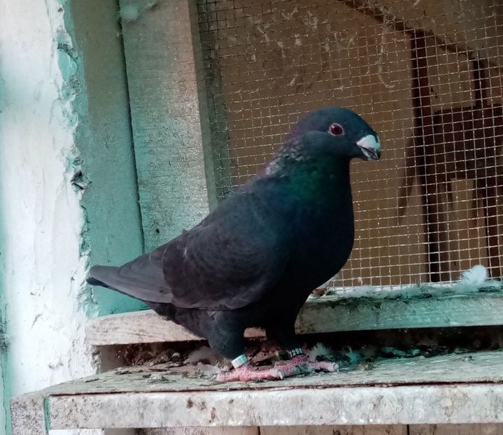  - American show Racer