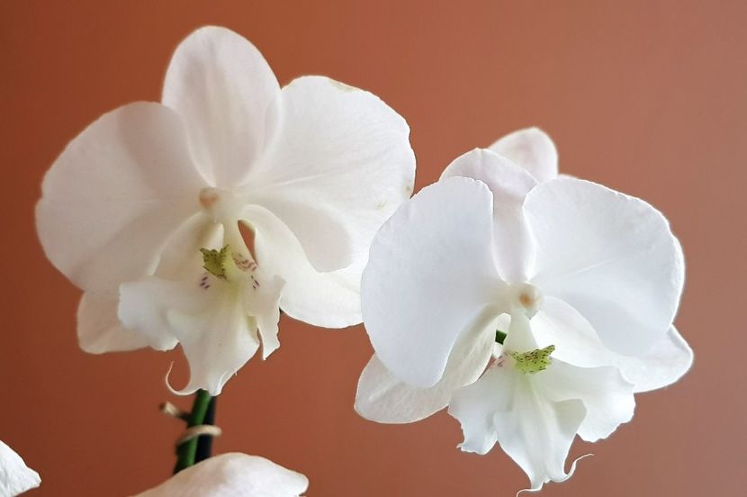  - Phalaenopsis 2