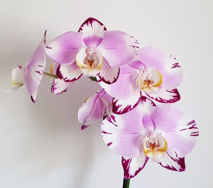  - Phalaenopsis 2