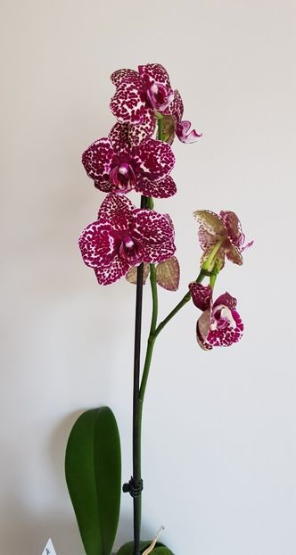  - Phalaenopsis 2