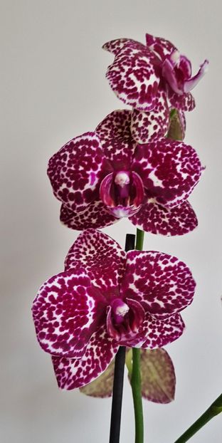  - Phalaenopsis 2